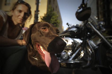 What Is The Life Expectancy Of A Chocolate Labrador