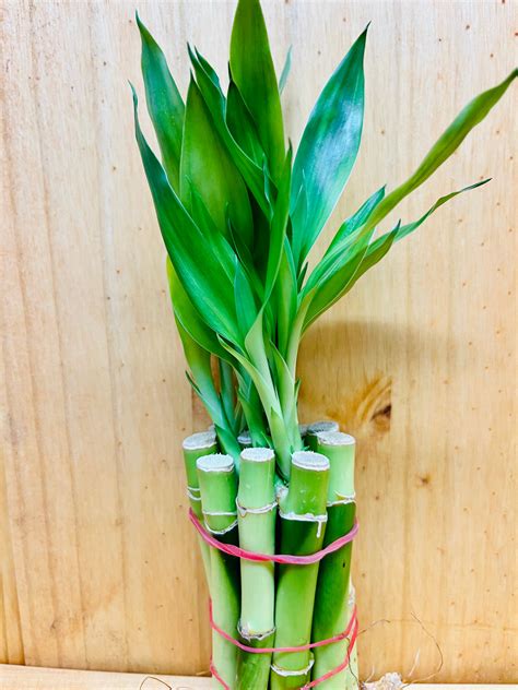 Live Lucky Bamboo 4” Stems – Houseplants New York LLC | Live Lucky ...
