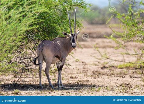 East African Oryx, Awash Ethiopia Stock Photo - Image of gemsbok, beisa ...