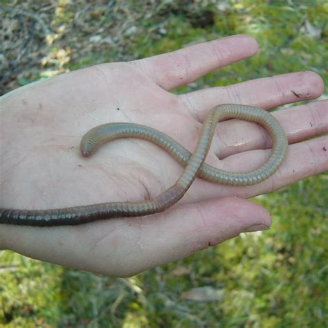 Giant Australian Earthworm