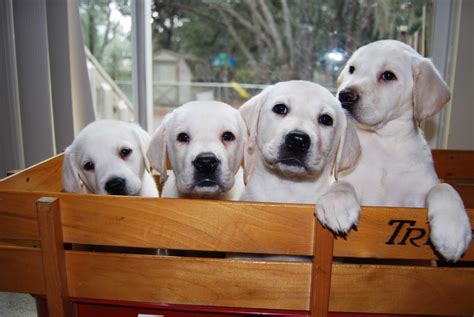White English Labrador Retriever