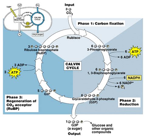Photosynthesis: Photochemical reactions, Photophosphorylation and ...