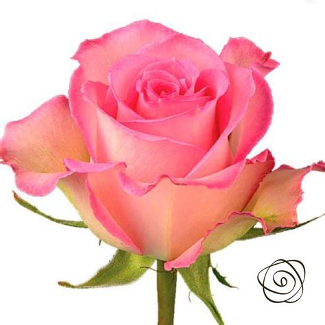 Sweet Unique (Roses) - So^Bella Flowers