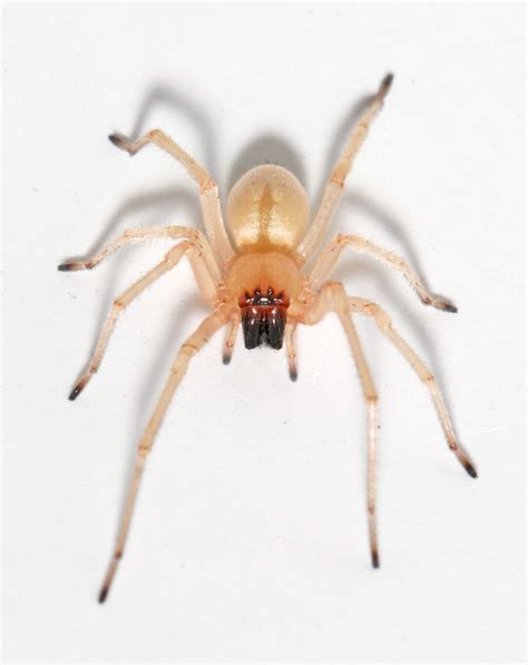 The Broad-Faced Sac Spider: A Misunderstood Houseguest