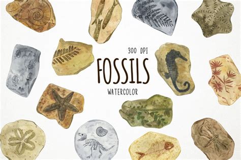 Watercolor Fossils Clipart, Fossils Clip Art, Fossil Clipart