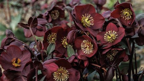 Hellebore Plant How To Grow And Care For Hellebore | MOOWY