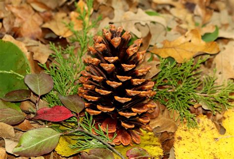Pine Cone And Autumn Leaves Free Stock Photo - Public Domain Pictures