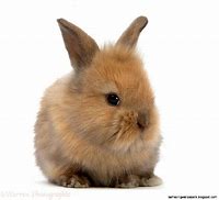 Image result for Baby American Rabbit