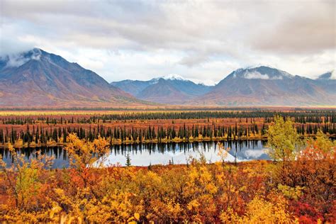 アラスカ 州 シャチ に対する画像結果