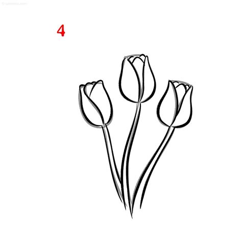 Tulip Drawing » How to draw a Tulip
