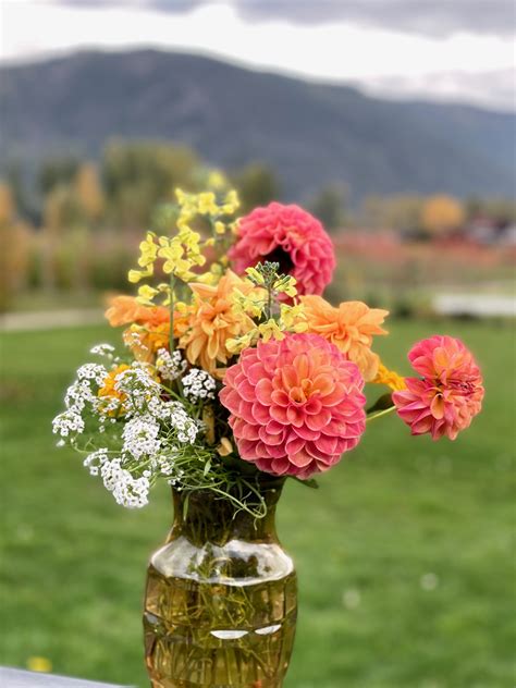 Dahlia Triple Lee Dee - Rivershore Trees