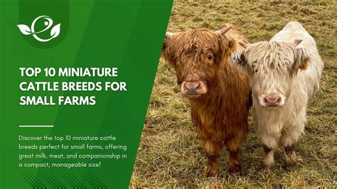 Top 10 Miniature Cattle Breeds For Small Farms