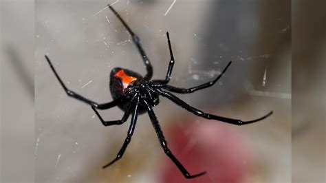11 deadliest spiders | Live Science