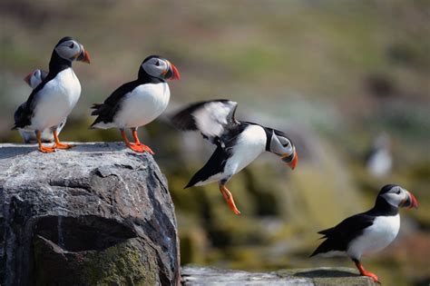 Adorable Puffins Are Tougher Than They Look