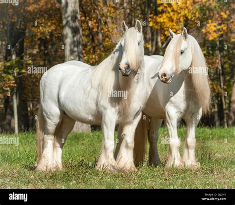 White Gypsy Vanner Horse Gypsy Vanner Horses / Gypsy Cobs Stable