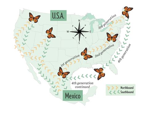 Monarch Butterfly Migration Map: Track the Epic Migration Journey