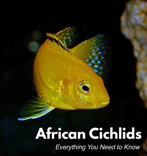 African Cichlids: 15 Popular Species & How to Care for Them