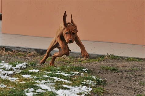 13 Things You Might Not Know About Vizslas | The Dog People by Rover.com