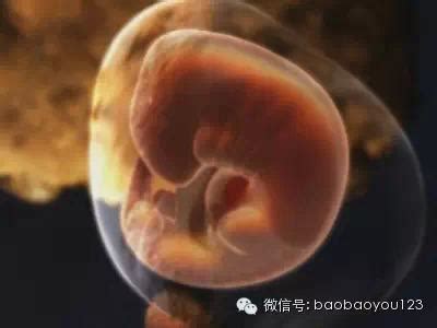 1到40周胎儿发育全过程每周图解