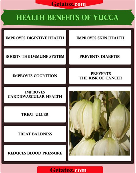 Yucca Root Benefits