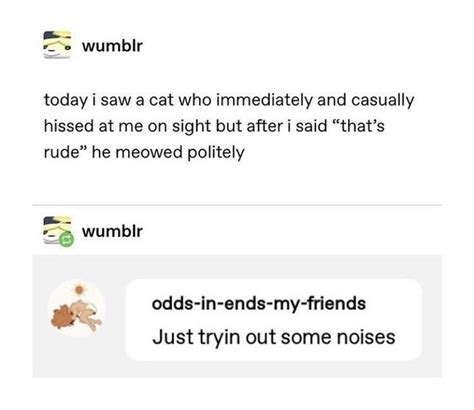 Funny Cat Memes | Hilarious Tumblr Posts