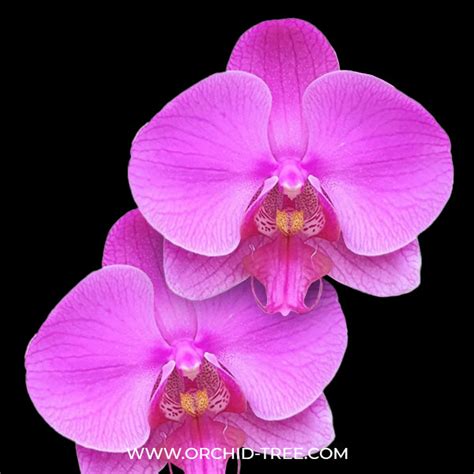 Buy Phalaenopsis Orchids Online India | Moth Orchid Colors Flower ...