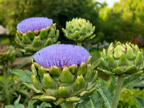 Potted Artichoke Plant