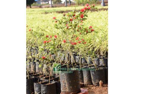 Best Nursery In Kadiyam -Sri Satyanarayana Nursery