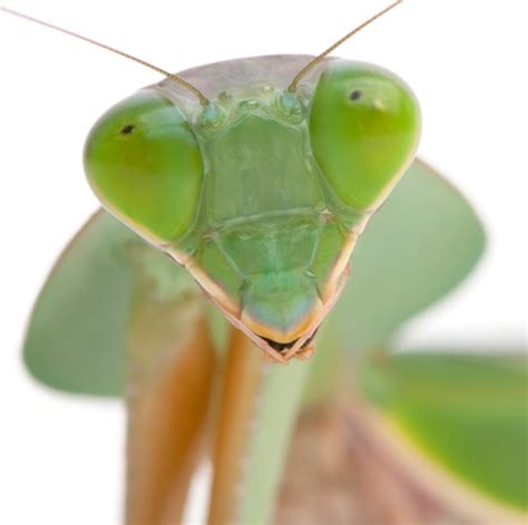 Close-up of female praying mantis, rhombodera basalis, in front of ...