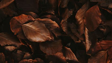 Download wallpaper 1920x1080 leaves, brown, dry, autumn, foliage full ...