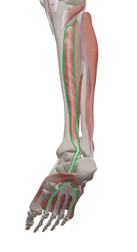 Function Of The Posterior Tibialis