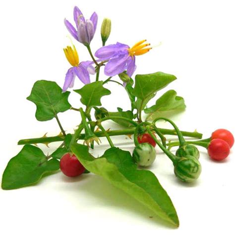 Thoodhuvalai from plant database | PDTDB & Phytochemical and Drug ...