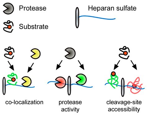 Post-Translational Modification-Dependent Activity of Matrix ...