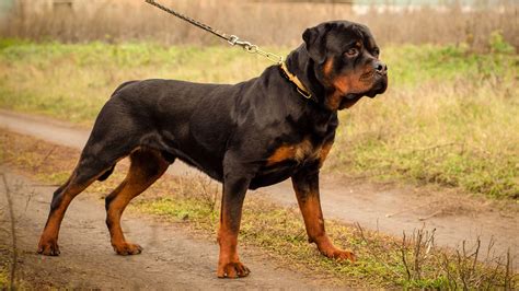 9 Most Muscular Guard Dog Breeds You Can Rely On - Tededer.com
