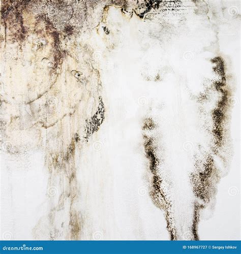 Big Wet Spots and Black Mold on the Wall of the Domestic House Room ...