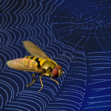 Image result for Spider Web Fly