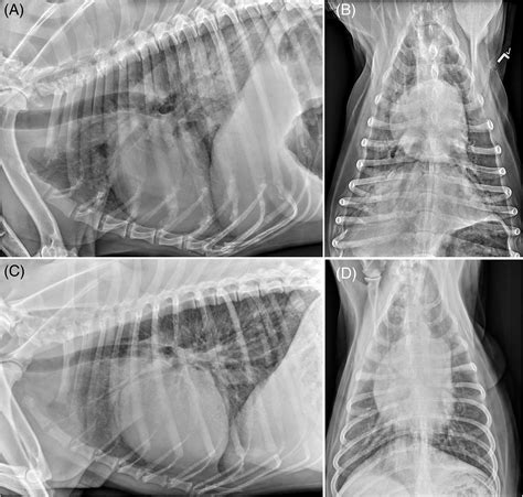 Clinical features of canine pulmonary veno‐occlusive disease and ...