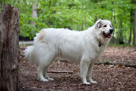 Great Pyrenees Dog Breed » Information, Pictures, & More