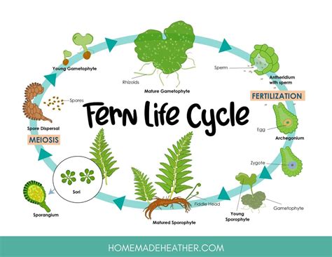 Fern life cycle vector illustration labeled educational development ...