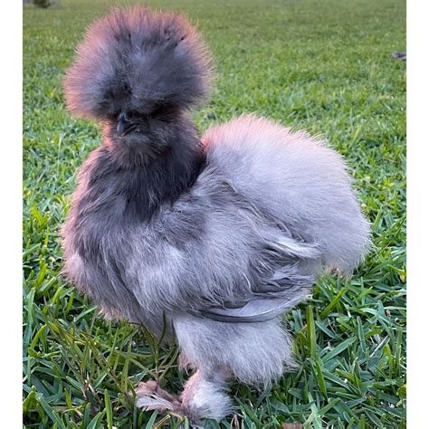 Blue Silkie Bantam Chickens