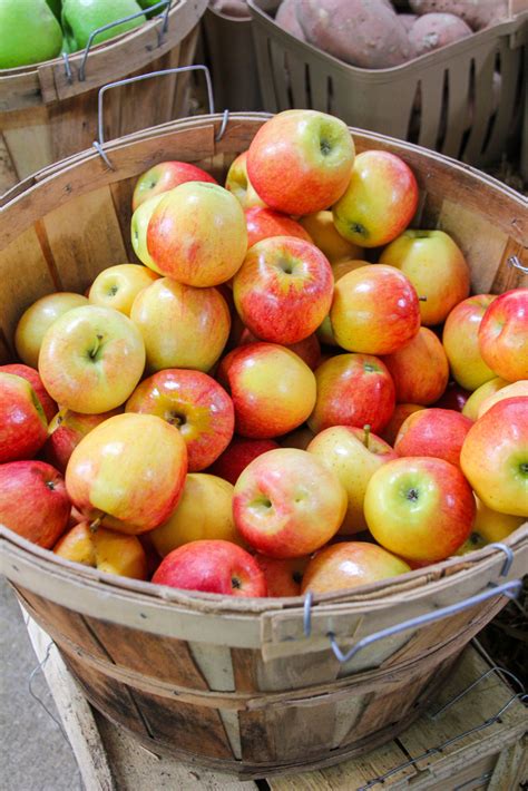 South Carolina Agriculture 的图像结果