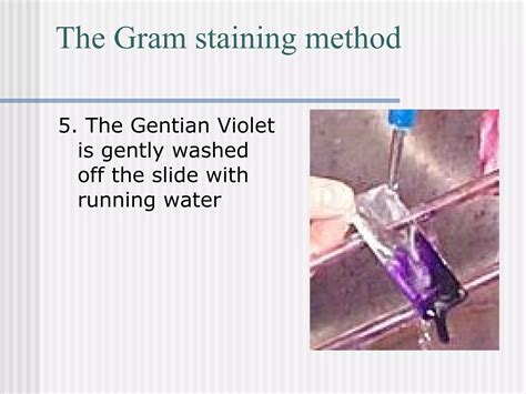 Preparation Gram Stain 的图像结果