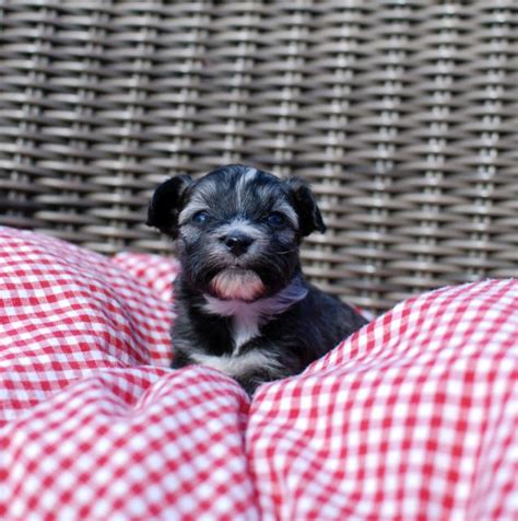 Havaneser Welpen bei der Pfötchenbande | kleintiermarkt.com