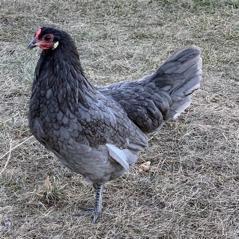 20 Best Hybrid Chicken Breeds for Higher Yield (With Pictures)