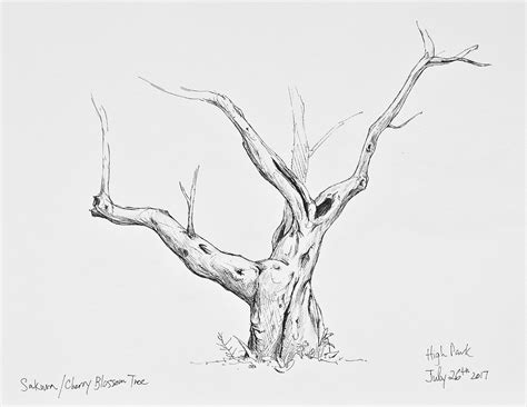 Sketching Tree Limbs 的图像结果