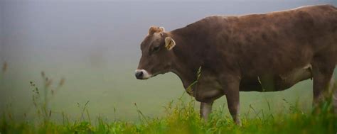 Unbekannter tötet Rind mit Bolzenschuss in Kopf – Täter gesucht ...
