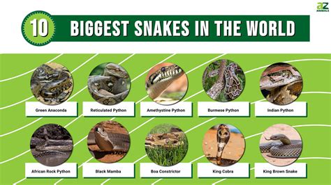 The 10 Biggest Snakes Slithering Around the World - A-Z Animals