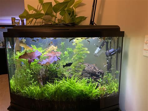 Aqueon 36 Gallon Bow Front Aquarium Stand 36 Gallon Bow Front Aquarium