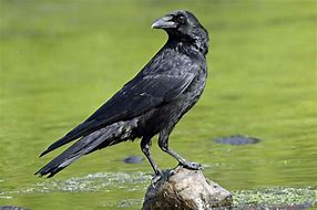 crow 的图像结果