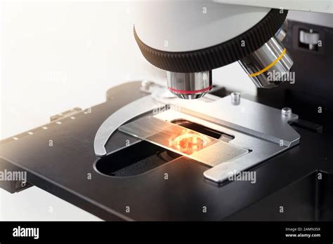 Image result for Compound Microscope Slides